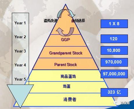 鸡的最新价格，市场波动与影响因素分析