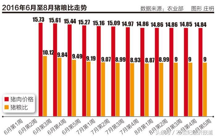 鸡价格最新报价，市场波动背后的原因与影响分析