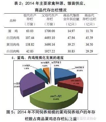 最新活禽资讯，行业趋势、技术创新与可持续发展